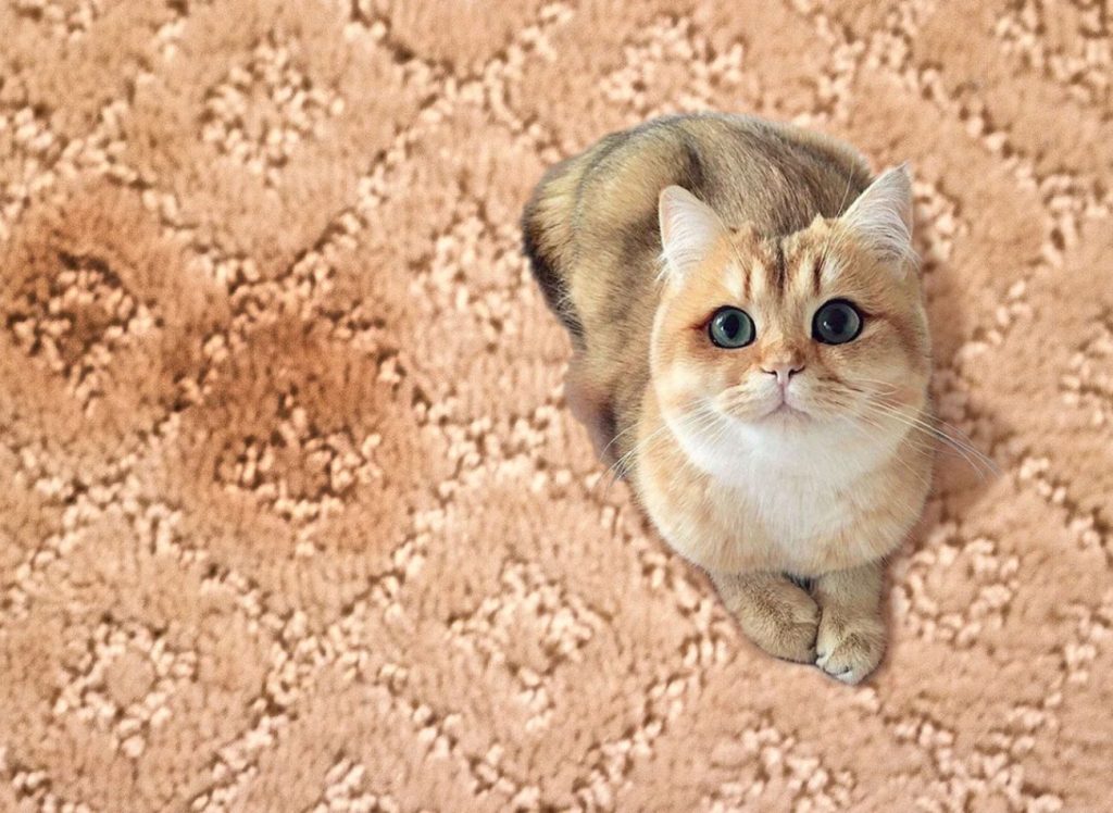 A cat with big blue eyes is perched on a carpet, illustrating a pet mess removal service located in Fresno, CA.